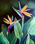 Bird of Paradise